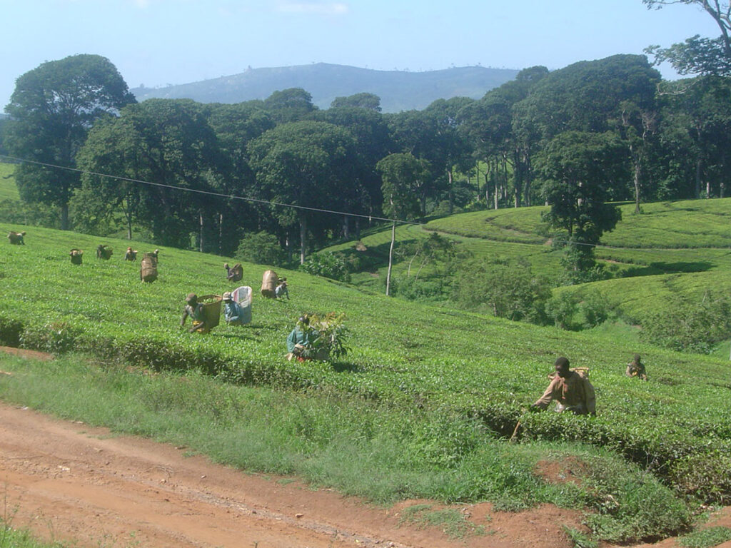 Wat is agroforestry